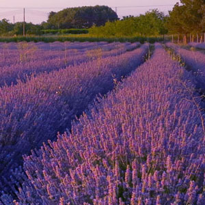 II Floració de la Lavanda a Lleida, 2019 II Floració de la Lavanda a Lleida, 2019