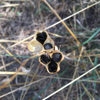 La solitud i les llavors