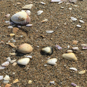 Sortida 'Lo Trabucador, una platja diferent' - MónNatura Delta de l'Ebre 2019