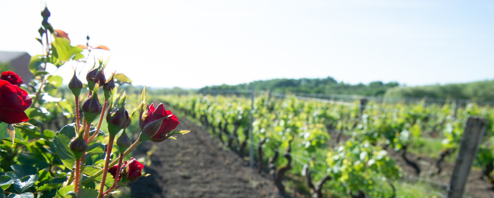 La Primavera del Cava La Primavera del Cava