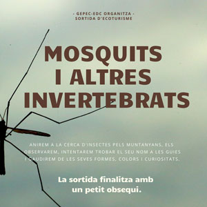 Sortida 'Mosquits i altres invertebrats' - Torredembarra 2019 Sortida 'Mosquits i altres invertebrats' - Torredembarra 2019