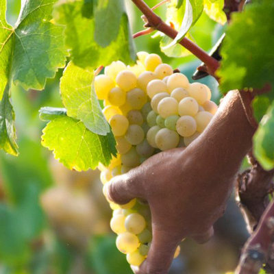 Oliver Viticultors