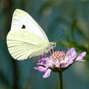 papallona i flor papallona i flor