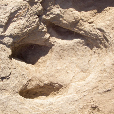Petjada de dinosaure, Museu Conca Della, Isona, 2020