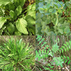 Reconeixement i usos de plantes silvestres Reconeixement i usos de plantes silvestres