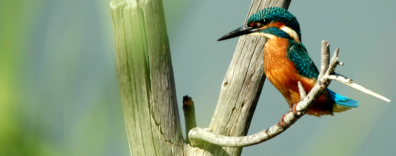 Blauet, Reserva Natural de Sebes