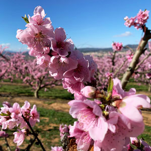 La Ribera en Flor La Ribera en Flor