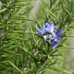 Romaní, flor, Planta, Plantes aromàtiques