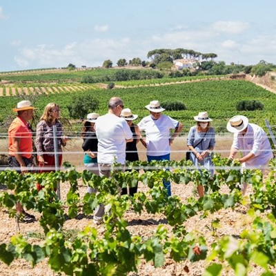 Passejada a la vinya de Rovellats Passejada a la vinya de Rovellats