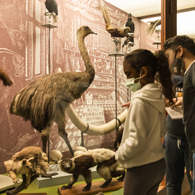 Activitat familiar 'Segueix-me el rastre!' al Museu Darder de Banyoles, 2023