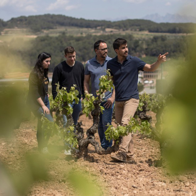 Matí entre raïms - Segura Viudas Matí entre raïms - Segura Viudas