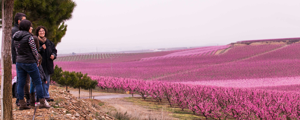 Floració Aitona