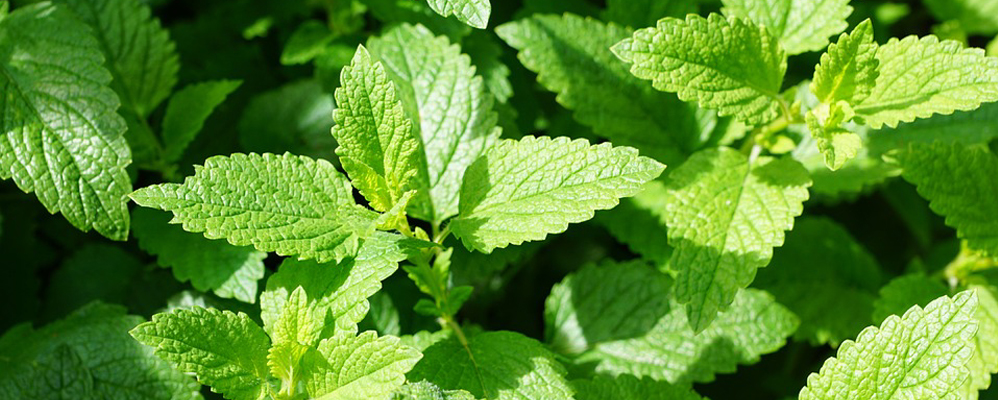 Menta