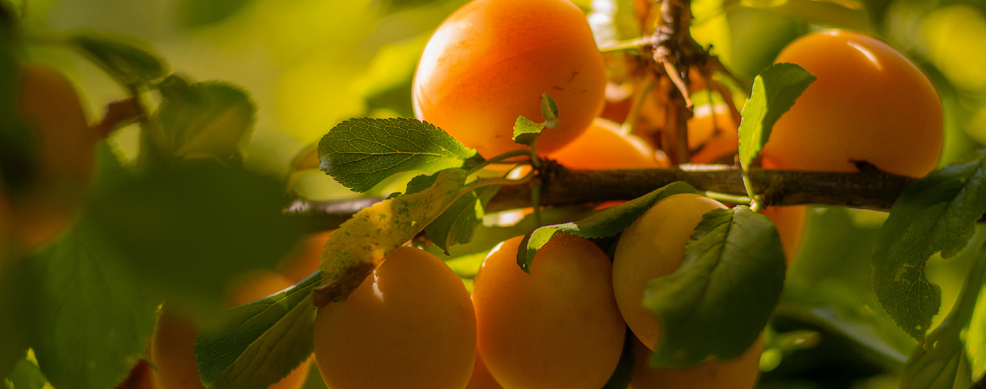 Albercocs Albercocs
