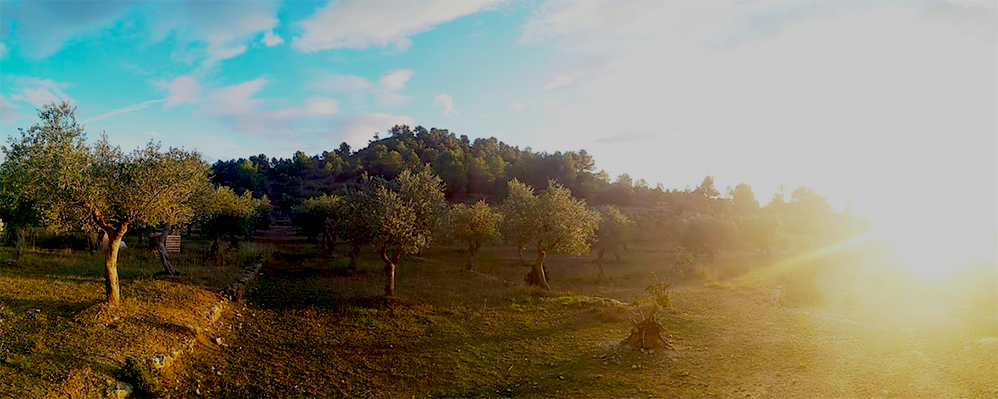 Oliveres