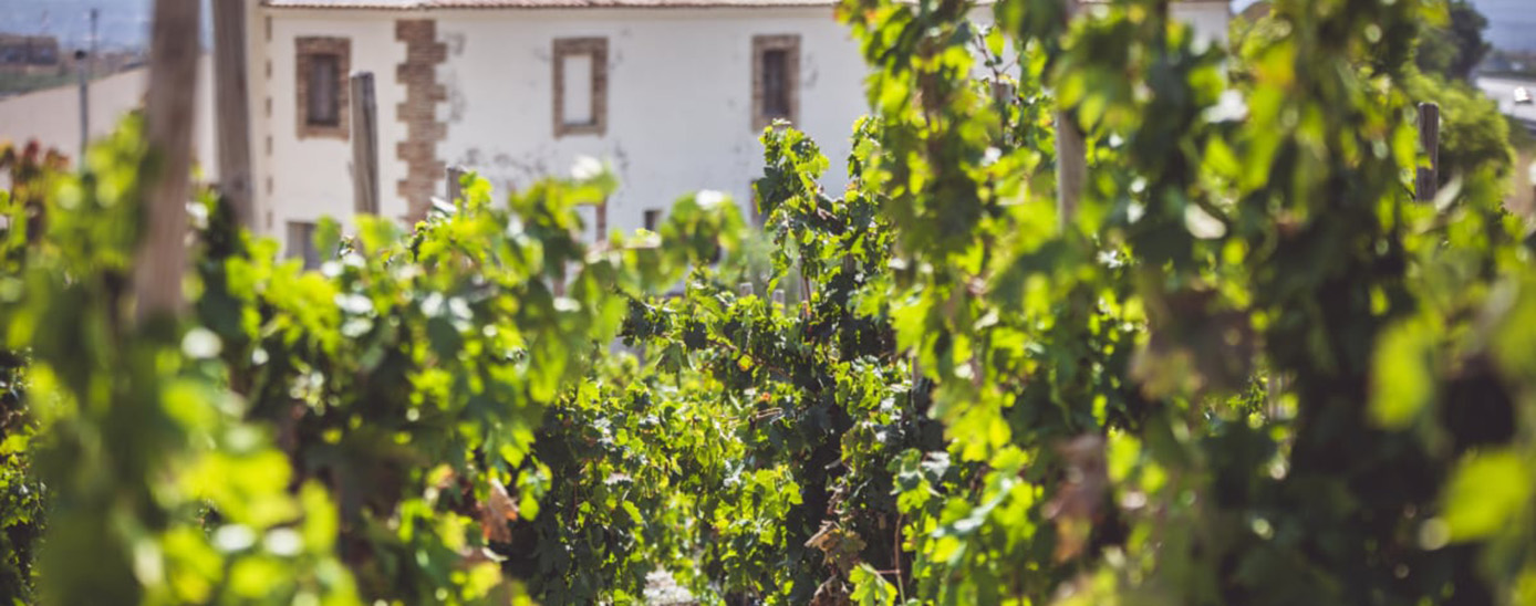 Vinyes