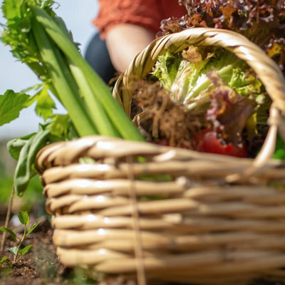 Projecte Soulfood, contra el malbaratament alimentari, 2025