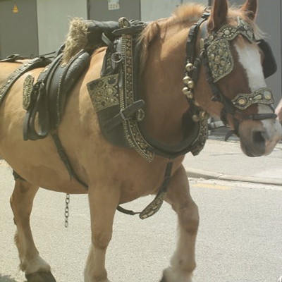 Festa de Sant Antoni i els Tres Tombs a Sabadell, 2023 Festa de Sant Antoni i els Tres Tombs a Sabadell, 2023