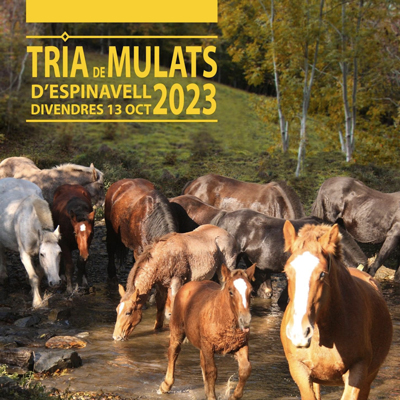 Tria de Mulats d'Espinavell, Molló, 2023 Tria de Mulats d'Espinavell, Molló, 2023