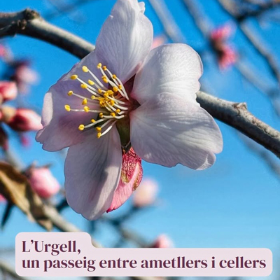 L'Urgell, un passeig entre ametllers i cellers, 2025 L'Urgell, un passeig entre ametllers i cellers, 2025