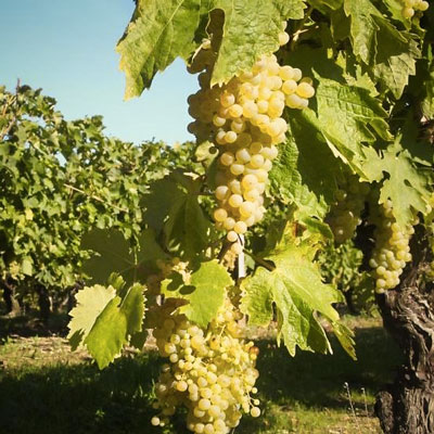Vinya, Parra, Raïm, Enoturisme Penedès