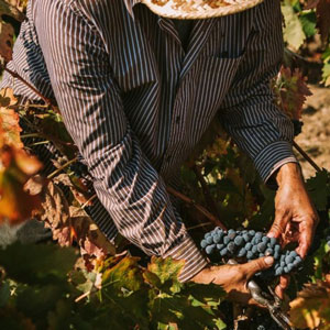 Viu la verema! - Celler Masroig Viu la verema! - Celler Masroig