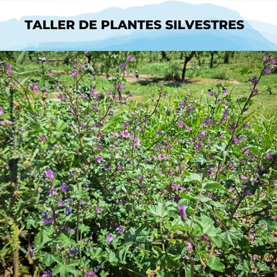Taller de Plantes Silvestres a l'Estany d'Ivars, Ivars d'Urgell, 2026