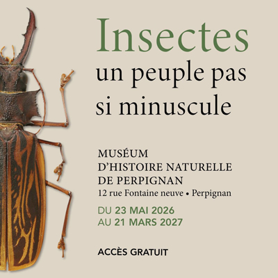 Exposició 'Insectes, un poble no tan minúscul' al Museu d’Història Natural de Perpinyà, 2026