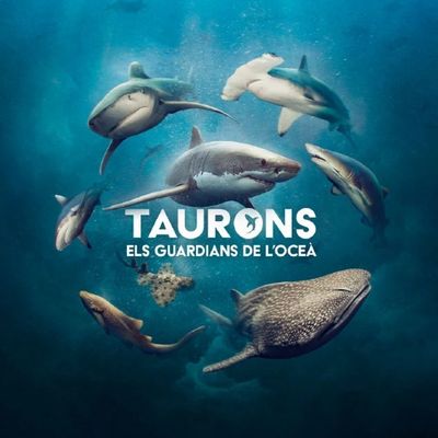Exposició 'Taurons. Els guardians de l’oceà', Taurons. Els guardians de l’oceà, 