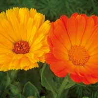Plantes tinctòries
