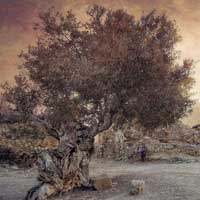 Fotografia 'El testimoni de l’olivera'
