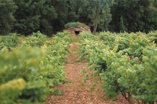 Bagesterradevins cultura