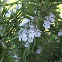 Herbes Remeieres