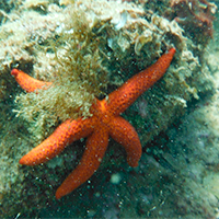 Snorkel