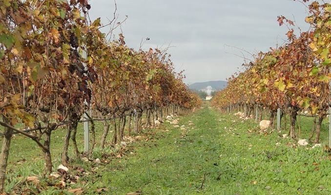 Vinyes