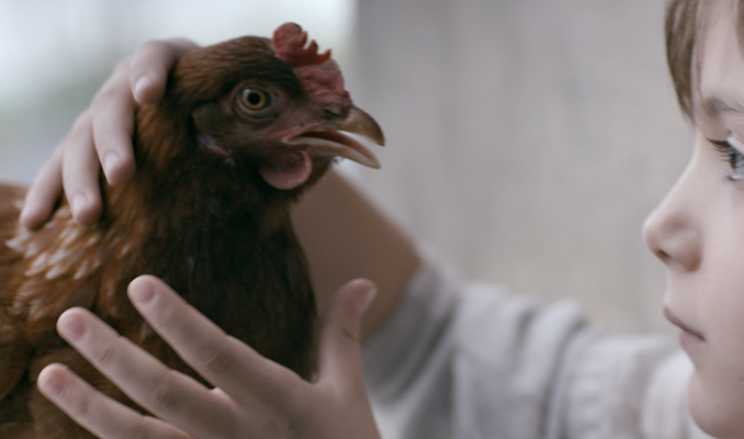 The Chicken