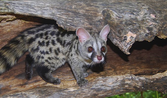 La genenta és un dels animals que podem trobar al Centre de Fauna de MónNatura Pirineus La genenta és un dels animals que podem trobar al Centre de Fauna de MónNatura Pirineus