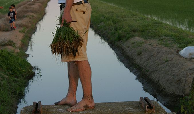Plantada Arròs