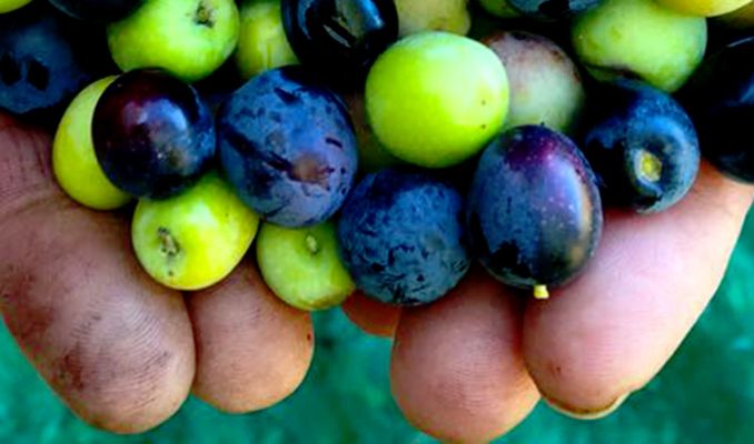 Olives