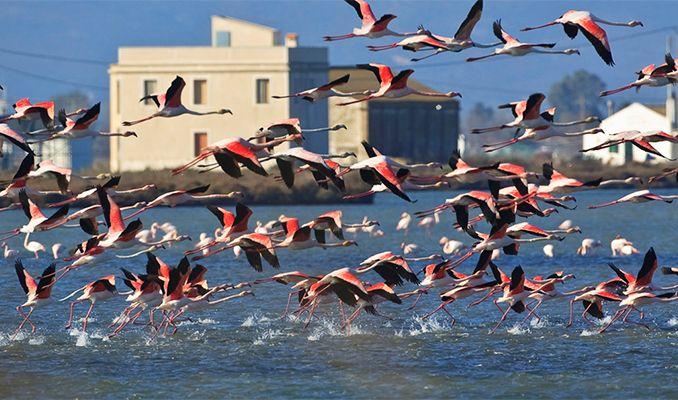 Flamencs
