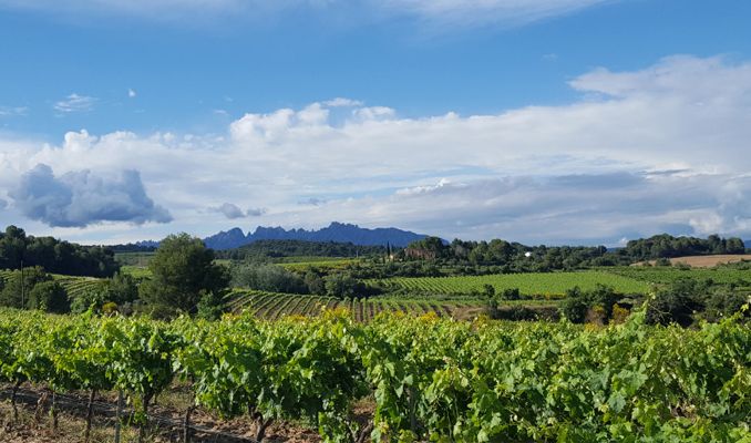 La Primavera del Cava