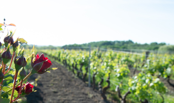 La Primavera del Cava