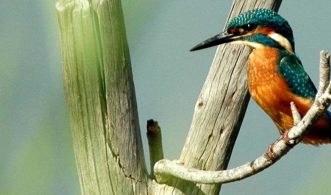Blauet, Reserva Natural de Sebes