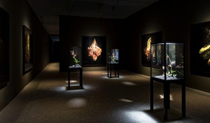 Mat Collishaw Mat Collishaw
