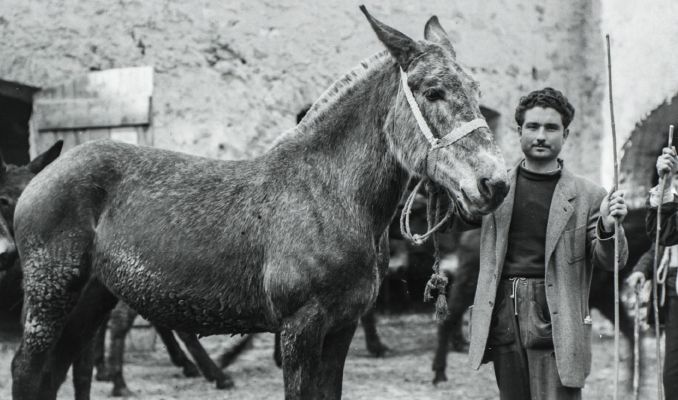 Un firandant amb una de les seves mules a l'antiga fira de Salàs