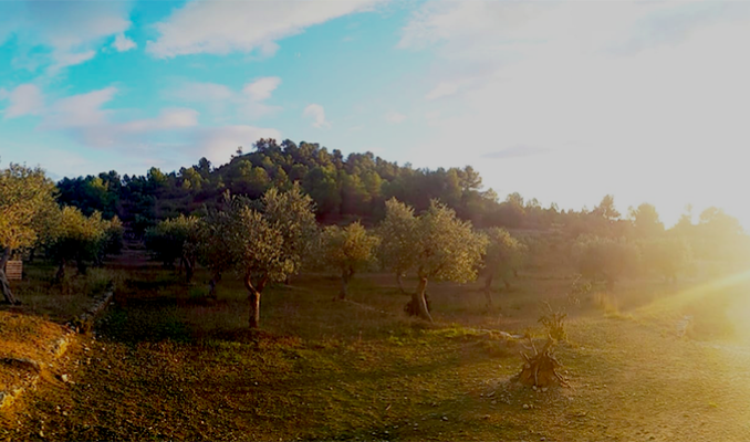 Oliveres Oliveres