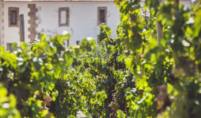 Vinyes