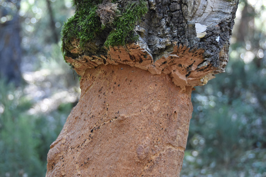 Cassà de la Selva