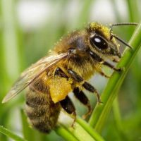 Taller familiar 'Descobrim els insectes' Taller familiar 'Descobrim els insectes'