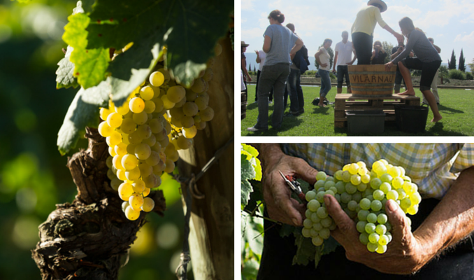 Activitats d'enoturisme al Penedès